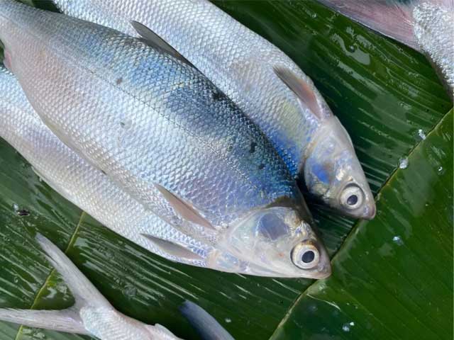 ikan bandeng