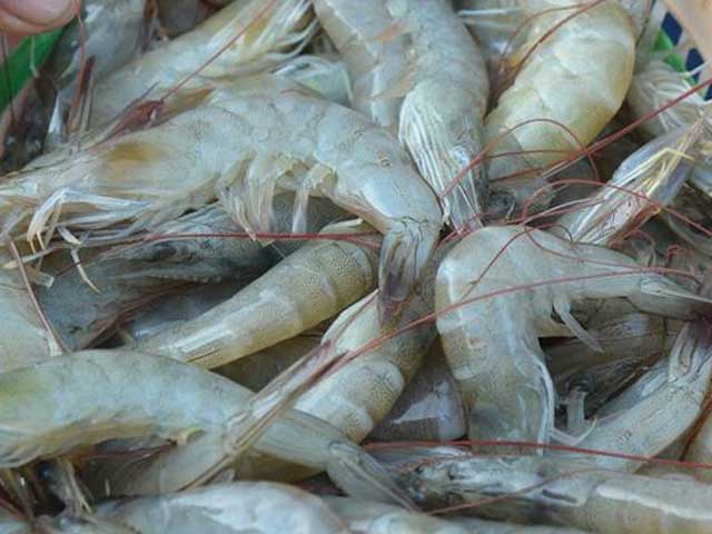 udang vaname